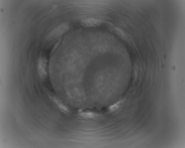 X0000081331346200702020014