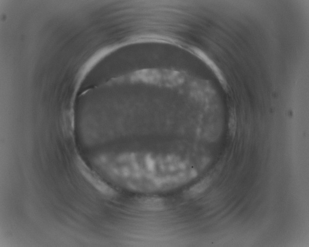 X0000081331372200702020014