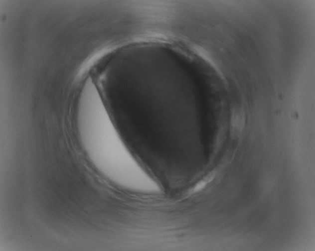 X0000081331455200702020012