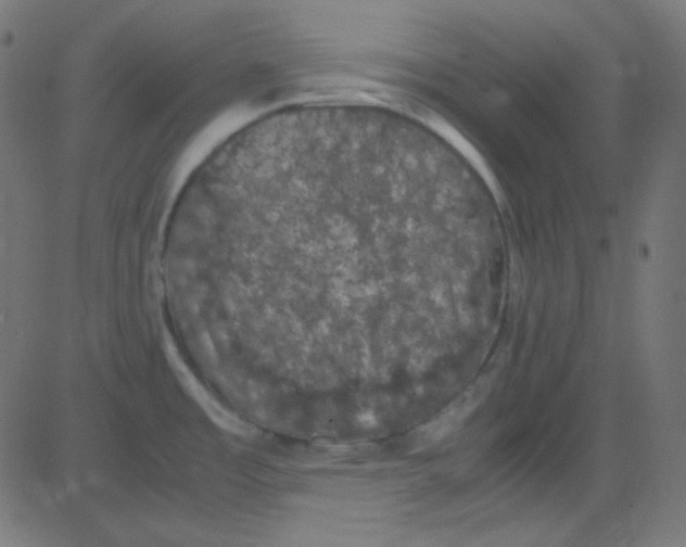 X0000081331485200702020012
