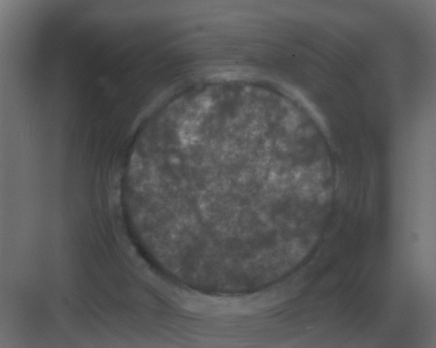 X0000081330010200702082214