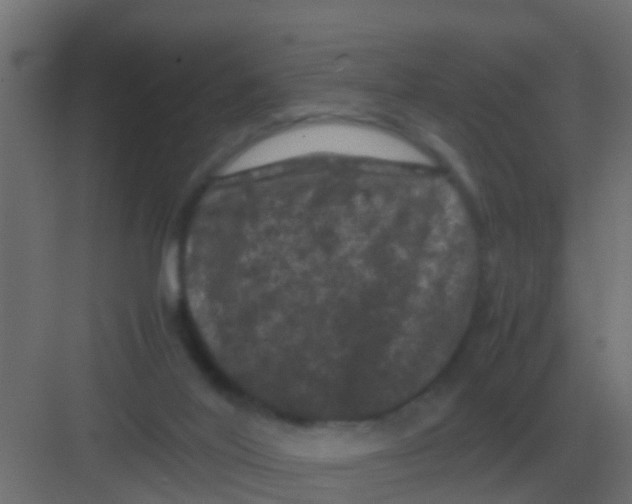 X0000081330020200702082214