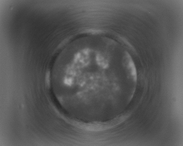 X0000081330024200702082214