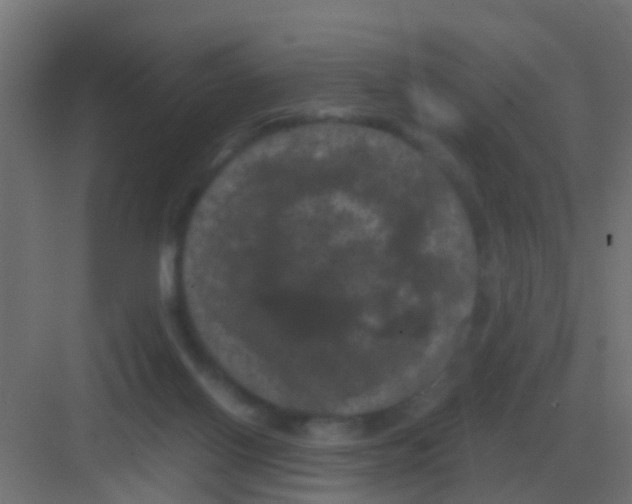 X0000081330070200702082213