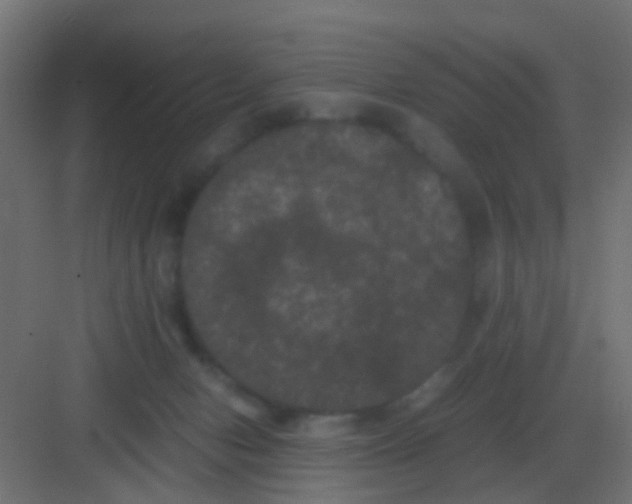 X0000081330078200702082213