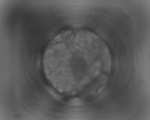 X0000081330082200702082213