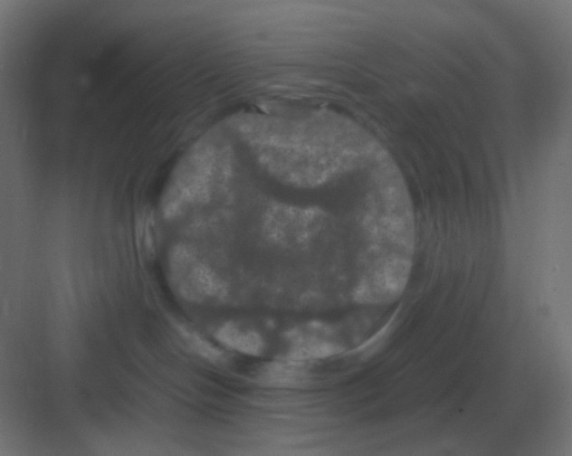 X0000081330094200702082213