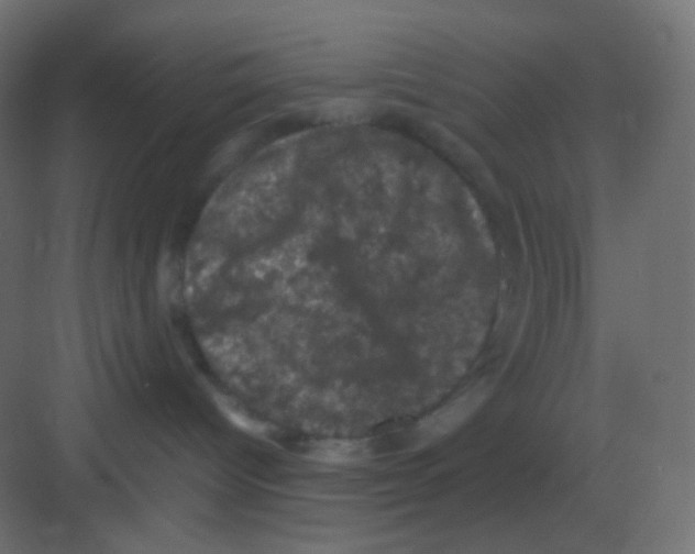 X0000081330096200702082213