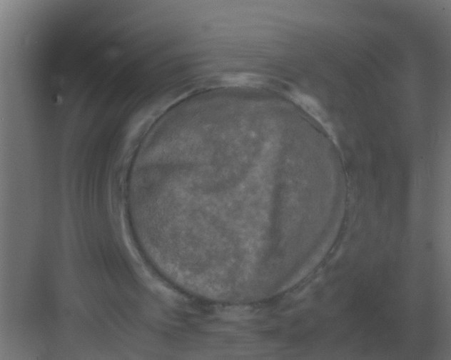 X0000081330097200702082212