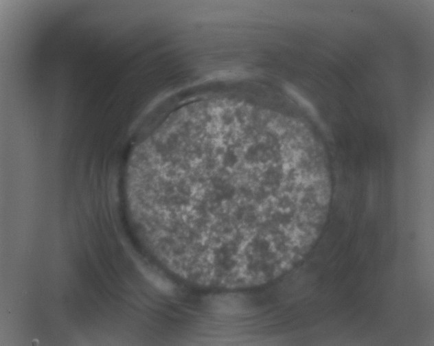 X0000081330106200702082212