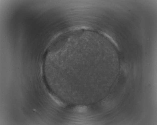 X0000081330110200702082212