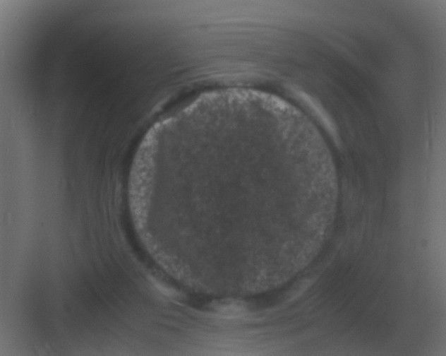 X0000081330113200702082212