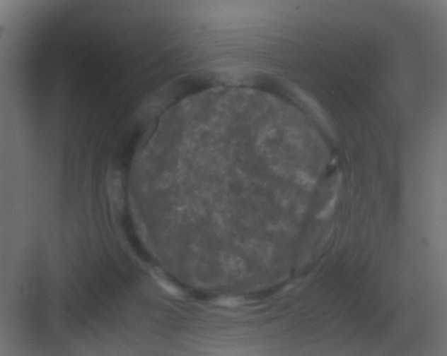 X0000081330121200702082212