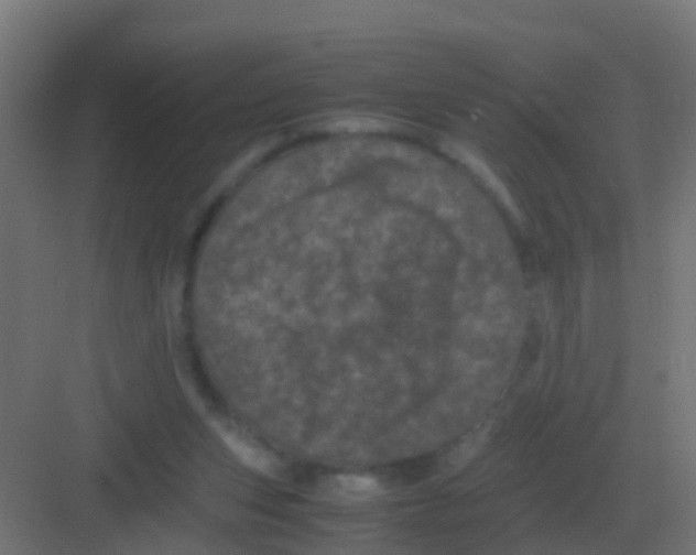 X0000081330159200702082211