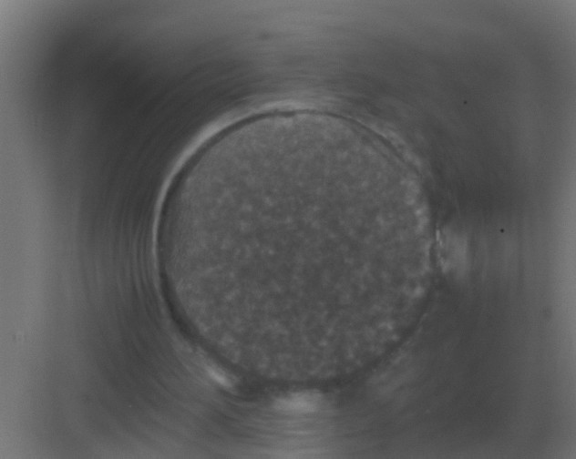 X0000081330196200702082211