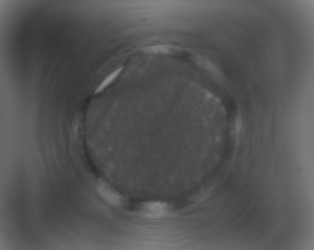 X0000081330233200702082210