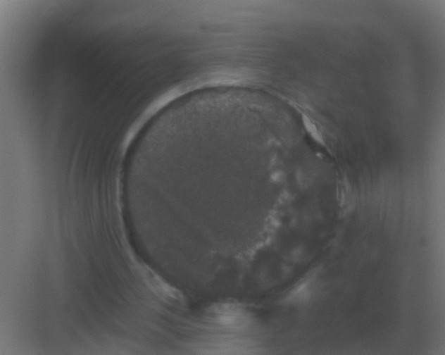 X0000081330244200702082209