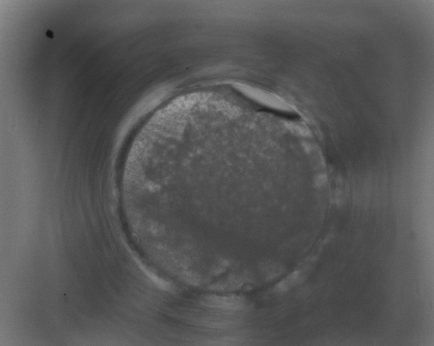 X0000081330245200702082209