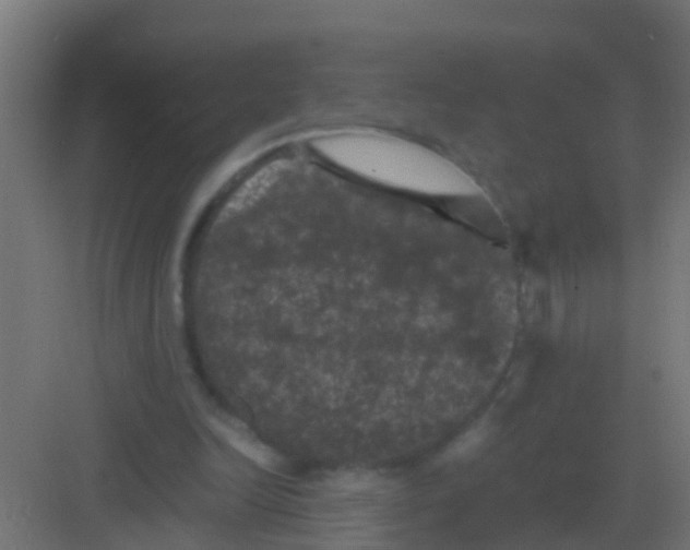 X0000081330246200702082209