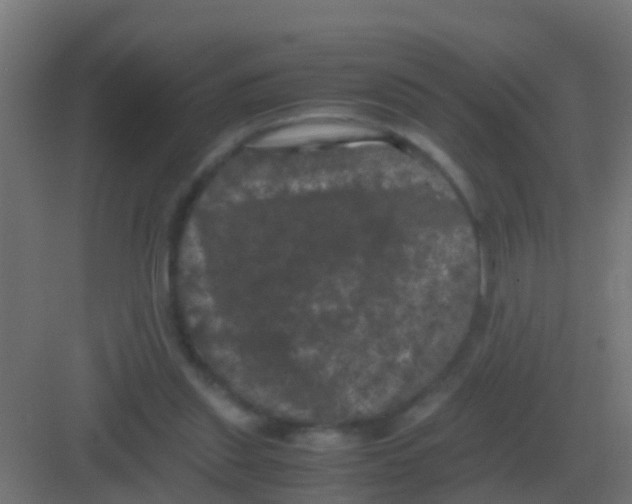 X0000081330253200702082209