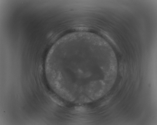 X0000081330259200702082210