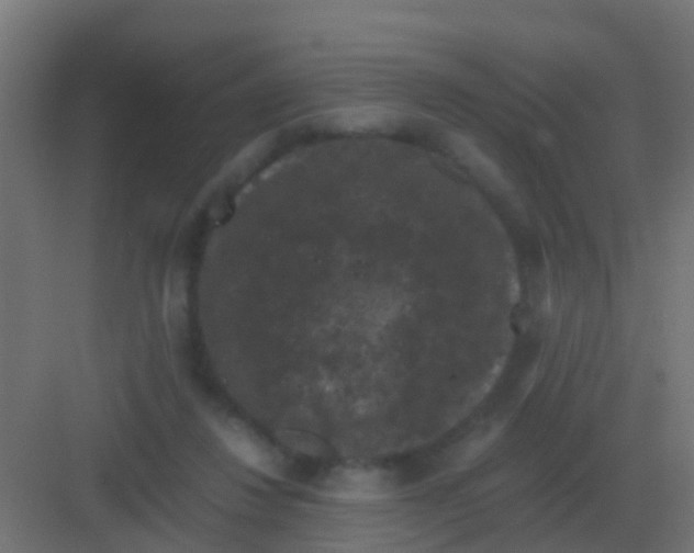 X0000081330260200702082210