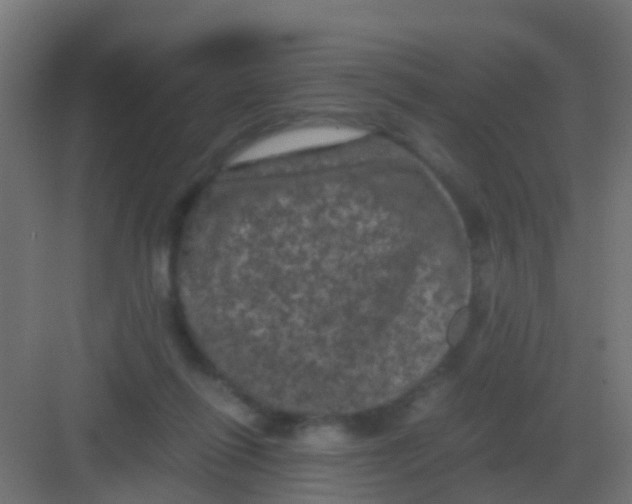 X0000081330262200702082210