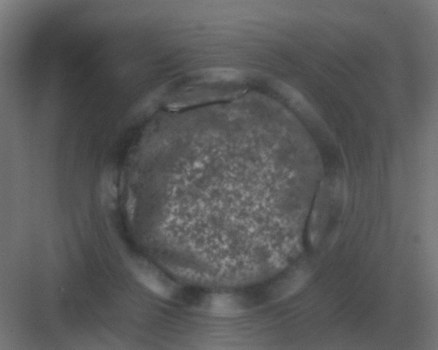 X0000081330264200702082210