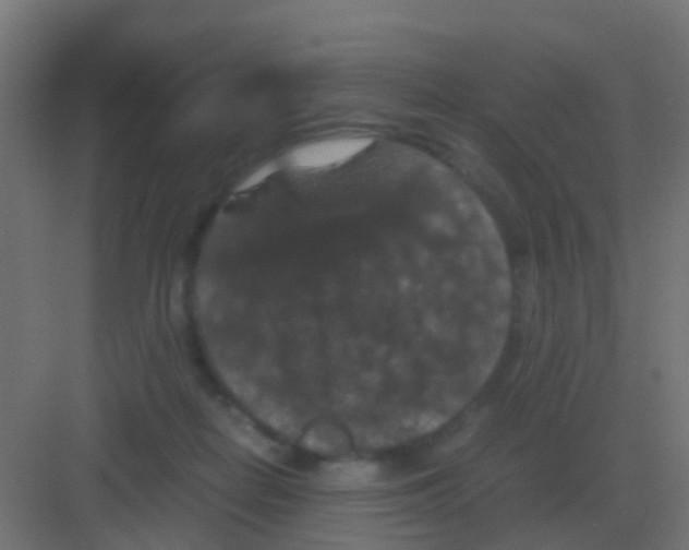 X0000081330266200702082210