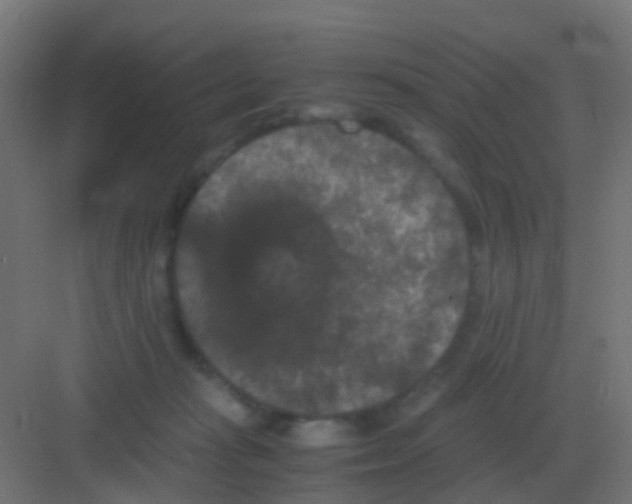 X0000081330269200702082210