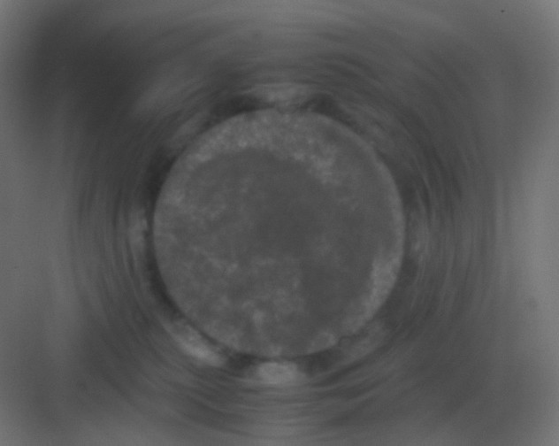 X0000081330279200702082210