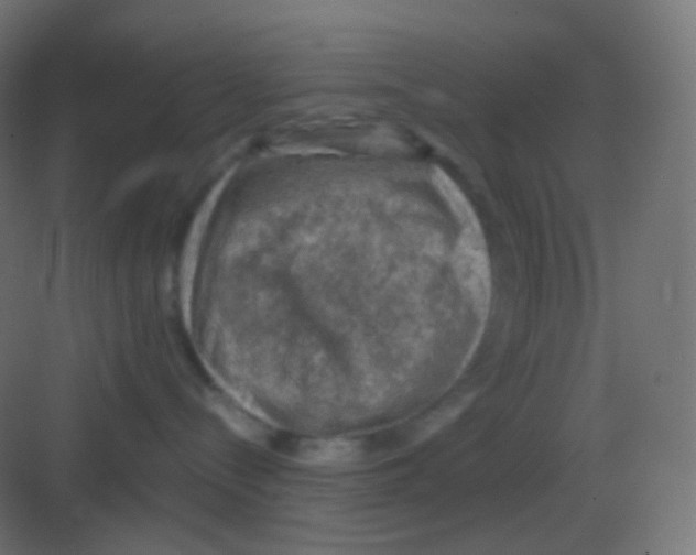 X0000081330288200702082210