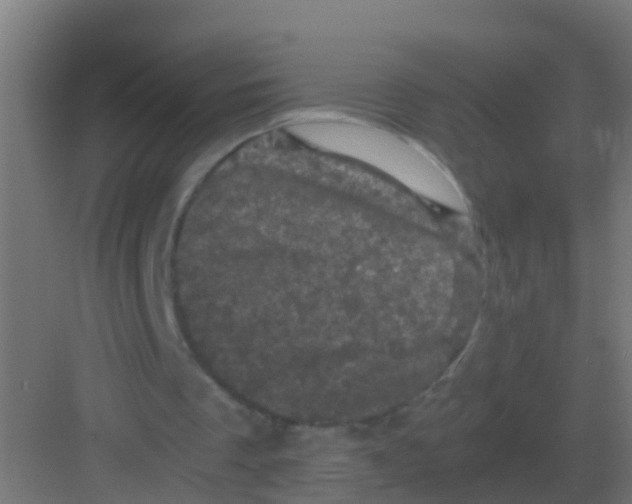 X0000081330289200702082209