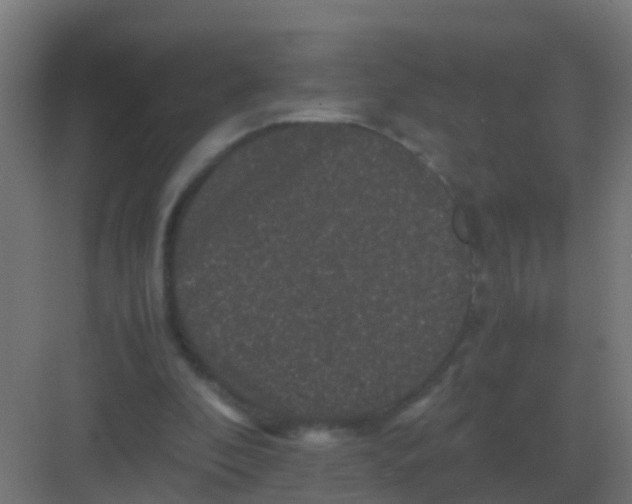 X0000081330296200702082209