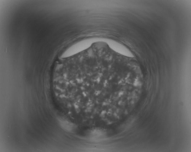 X0000081330303200702082209