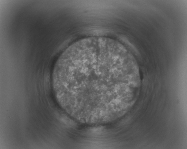 X0000081330306200702082209