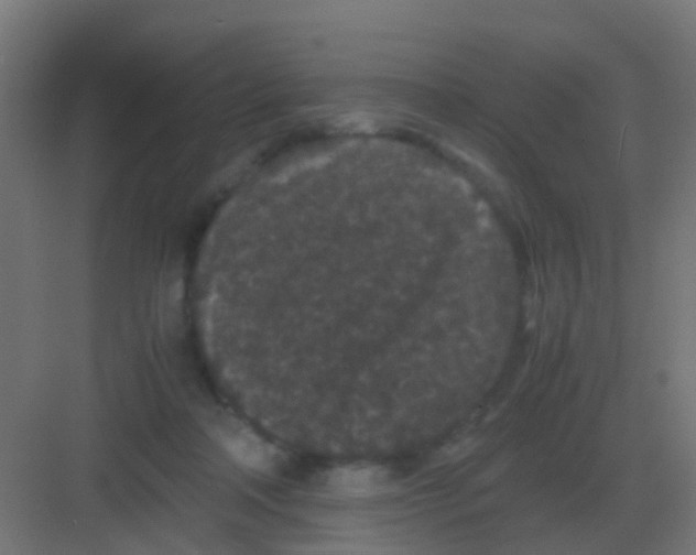 X0000081330314200702082209