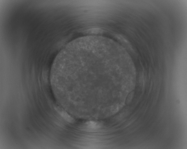 X0000081330326200702082209