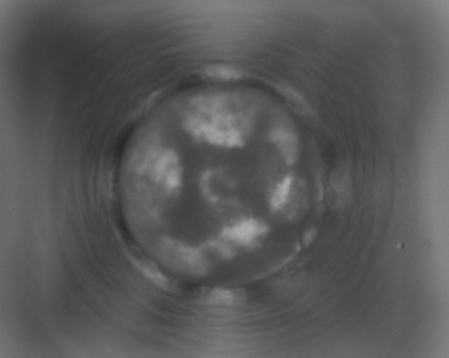 X0000081330330200702082209