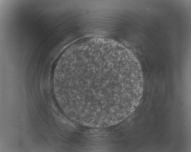 X0000081330338200702082208