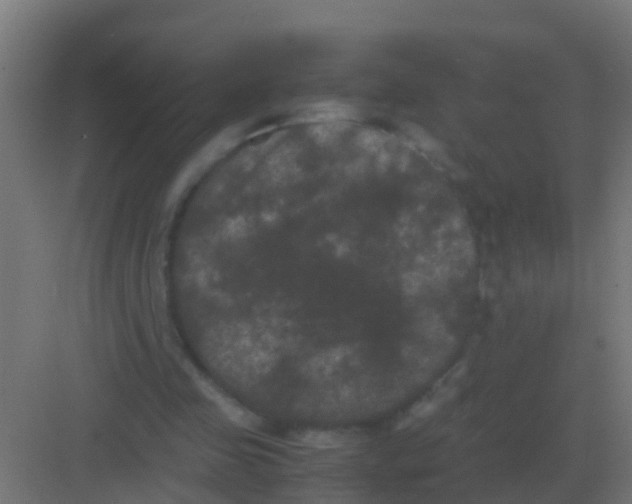 X0000081330341200702082208