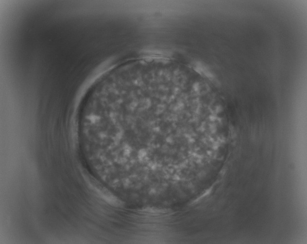 X0000081330343200702082208