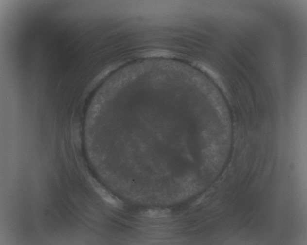 X0000081330345200702082208