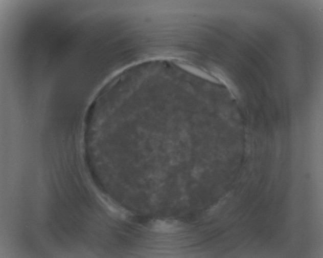 X0000081330346200702082208