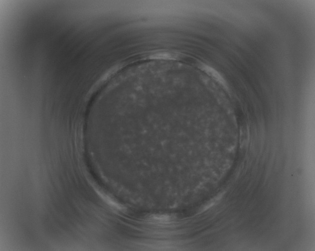 X0000081330349200702082208