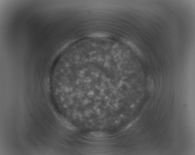 X0000081330351200702082208