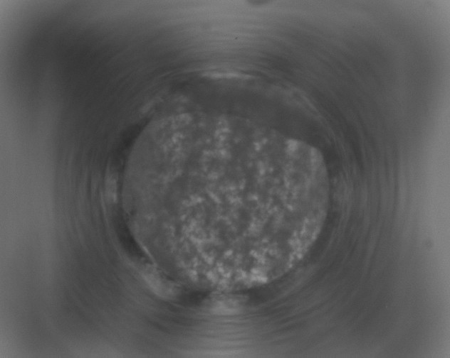 X0000081330368200702082208