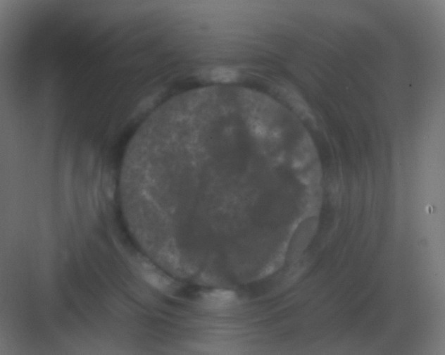 X0000081330374200702082208