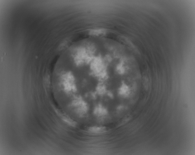 X0000081330375200702082208