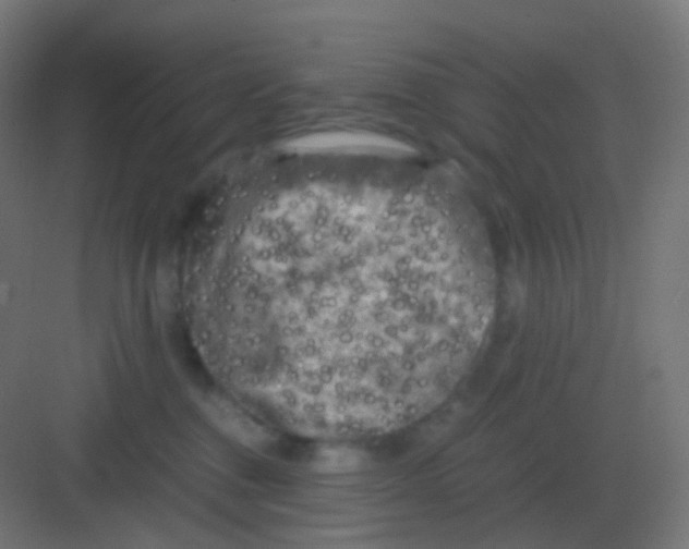 X0000081330376200702082208